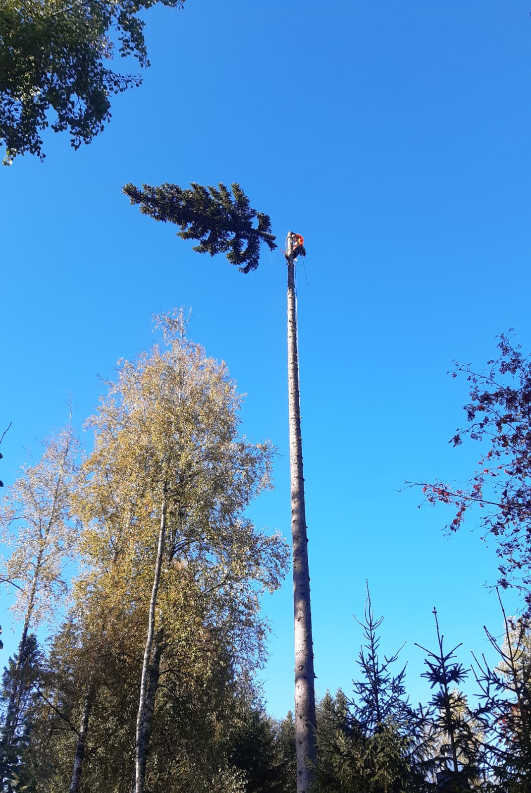 Kääpä kertoo milloin puu kannattaa kaataa lahovaurion vuoksi