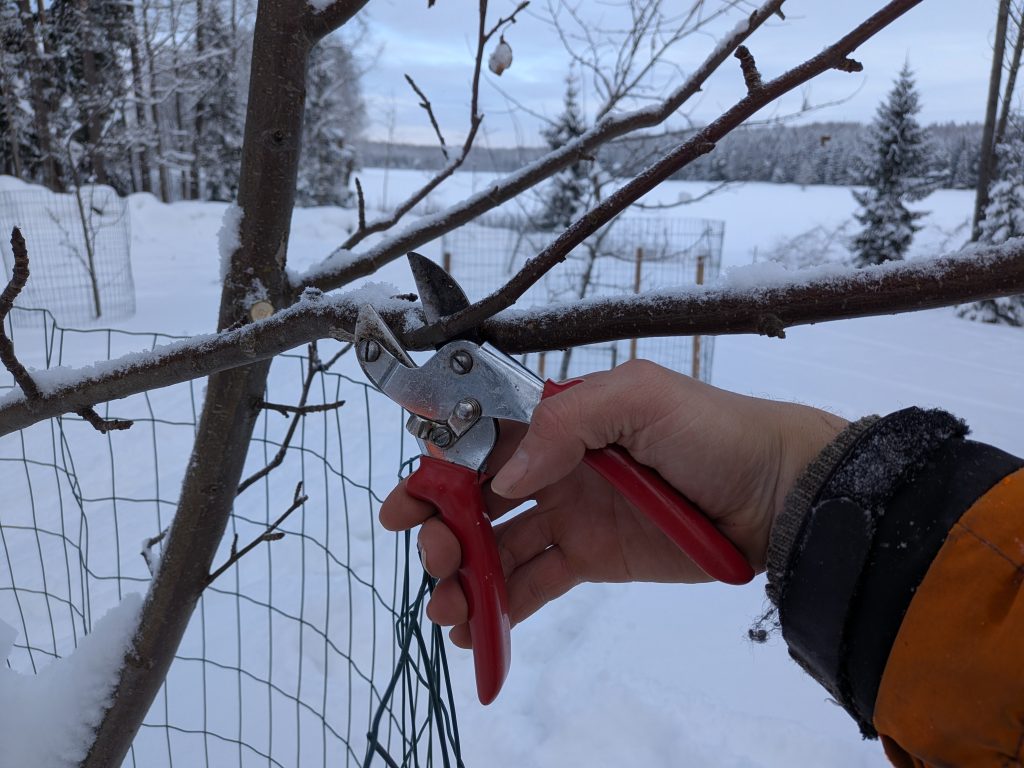 Arboristi arvioi milloin puu kannattaa kaataa pihassa turvallisesti