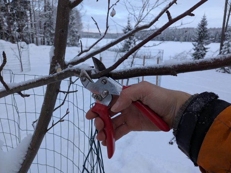 Arboristi arvioi milloin puu kannattaa kaataa pihassa turvallisesti